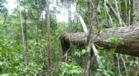 Climate Change Drives High Tree Mortality in Southern Amazon, New Study Finds