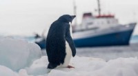 Antarctic Tourism Impact: One Tourist Equals 83 Tons of Snow Melt