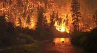 How Rising Forest Fires Alter River Flow – A Boon or a Curse?