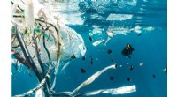 Global Plastic Treaty at Risk of Weakening – New Zealand Must Take a Stand