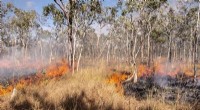 How British Colonisation Turned Australia’s Forests into Catastrophic Fire Hazards
