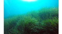 Seagrass Meadows Persistently Emit Methane After Die-Off, Threatening Coastal Ecosystems