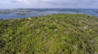 Scientists Reveal Rapid Recovery of Tropical Forests When Left to Regenerate