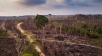 Peatland Fires’ Carbon Impact Significantly Underestimated—By 200–300%