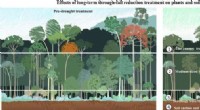 Long-Term Effects of Drought on Xishuangbanna s Tropical Rainforests