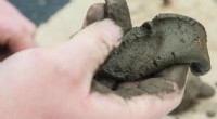 Clay Soils: The Enduring Challenge for Home Gardeners