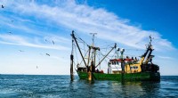 Climate Change Threatens Global Fisheries as Oceans Face Oxygen Depletion