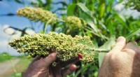Sorghum and Drought‑Tolerant Cereals: Enhancing Nutrition and Promoting Sustainable Agriculture