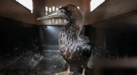 Peru Urges Swift Action to Rescue Seabirds Affected by Massive Oil Spill