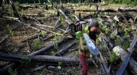 Major Global Companies Fail to Honor COP26 Forest Protection Commitments, New Report Finds
