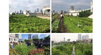 Redefining Green Infrastructure for Inclusive Urban Sustainability
