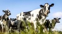 Dutch Dairy Farmers Grapple with Climate Change Challenges