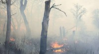 Controlled Burns Unlock Soil Carbon to Combat Climate Change