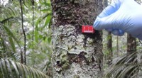 Mosses and Lichens: Unveiling Their Powerful VOC Emissions in the Amazon