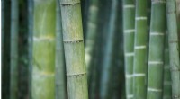 Bamboo Fibres: A Strong, Sustainable Alternative for Manufacturing