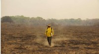 Study Reveals 17 Million Vertebrates Lost in Brazil s 2020 Wildfires