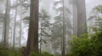 Scientists Call for Strategic U.S. Forest Reserves to Combat Climate Change and Protect Biodiversity