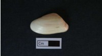 Scientists Uncover Climate History in Clam Shells