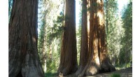 Giant Forest Reopens After Wildfire Threats, Safeguarding Sequoias