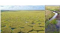 Arctic Fires Accelerate Permafrost Collapse in Alaska, New Study Reveals