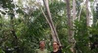 Tropical Forests Regrow Naturally After Deforestation: New Study Reveals Recovery Process
