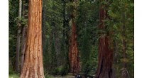 California Loses Thousands of Giant Sequoias—A Tragic Wake‑up Call