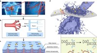 Bioinspired Fractal Pore Membrane Enhances Uranium Extraction from Seawater