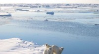 Advancing Accuracy of Polar Climate Forecasts to Combat Global Warming