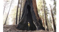 Wildfires Devastate One-Fifth of Giant Sequoia Trees