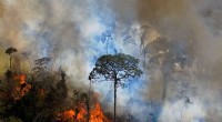 EU Sets Ambitious Ban on Food Imports from Deforested Areas to Protect Forests