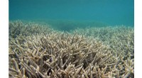 Climate Change Threatens Ocean Habitats, Undermining Marine Protected Areas