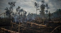 Amazon Deforestation Reaches New Monthly Record in Brazil Amid Climate Summit Commitments