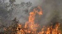 Bolivia’s Forests Under Fire: Climate Change Threatens Millions of Hectares