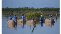 Restoring Mexico s Mangroves Protects Coasts and Sequesters Carbon