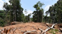 Amazon Rainforest on the Edge: The Urgent Impact of Deforestation and Climate Change