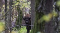 Poland s Białowieża Forest: A Biodiversity Treasure in Conflict with Government Plans