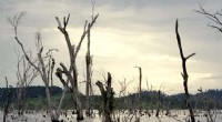 Amazon Dam Promises Clean Energy, Yet Threatens Livelihoods and Biodiversity
