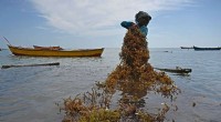 India Leverages Eco-Miracle Seaweed, Women Lead the Charge