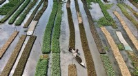 Floating Farms & Salt-Resistant Rice: Bangladesh Innovates to Survive Climate Challenges
