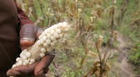 Experts Warn Small Farmers Must Shift Crops as Climate Stress Rises