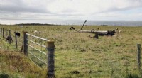 Seaweed‑Feeding Sheep of North Ronaldsay Pave Way to Low‑Methane Farming