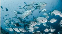 Fish Consumption Remains Safe Despite Early Mercury Concerns
