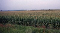 New Penn State Study Reveals How Climate Change Alters Rain Patterns in the U.S. Corn Belt
