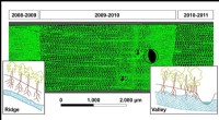 Tree Rings Reveal Earthquake Impact: Radiata Pine as a High‑Resolution Tool