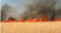 Reconstructing 232 Years of Prairie Fires: A Comprehensive Midwestern Tallgrass Study