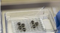 Scientists Cultivate Plants in Lunar Soil, Paving the Way for Moon Colonization
