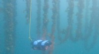 Revolutionary Underwater Drone Set to Transform Mussel & Scallop Farming