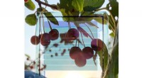 University of Michigan Advances Transparent Solar Cells to Window Scale