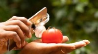 Revolutionary $1 Phone Attachment Detects Food Spoilage in Real Time