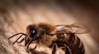 Bee-Inspired Waggle Dance: Revolutionizing Robot Communication in Disaster Zones